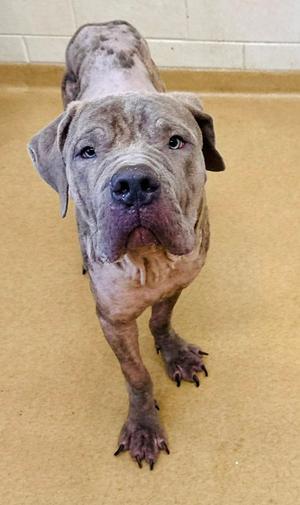*FURNANDO, Cane Corso Mastiff, young, available for adoption