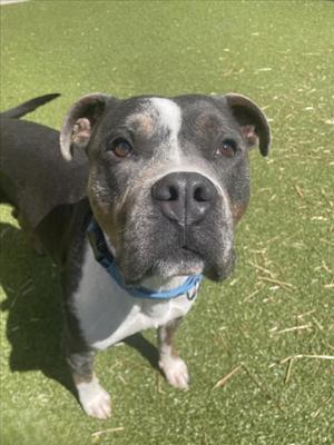 A black and white dog with a blue collar standing on a grassy field.