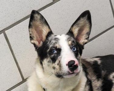 Lola, Mixed Breed, adult, available for adoption