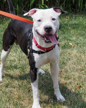 Subwoofer, Mixed Breed, adult, available for adoption