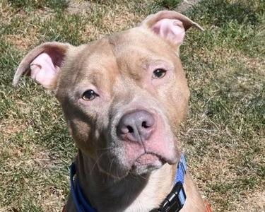 Zee, Mixed Breed, adult, available for adoption
