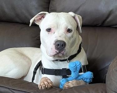 Poptart, Mixed Breed, adult, available for adoption