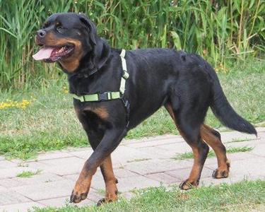 Peppa, Rottweiler / Mixed Breed, adult, available for adoption