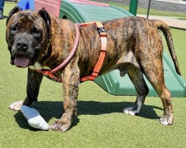 Big Handsome, Mixed Breed, adult, available for adoption