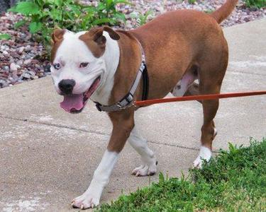 Reuben, Mixed Breed, adult, available for adoption