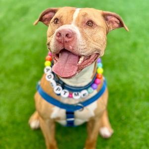 Lucky, Terrier, American Staffordshire, adult, available for adoption