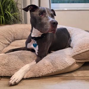 Milo, Terrier, adult, available for adoption
