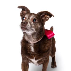 A brown dog with a red bow around its neck, looking up with a curious expression.