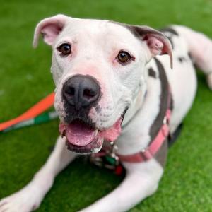 Cooper, Terrier, American Staffordshire, adult, available for adoption