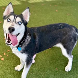 Marimo, Husky, Siberian, adult, available for adoption