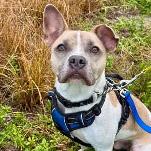 Billy, Bulldog, French, adult, available for adoption