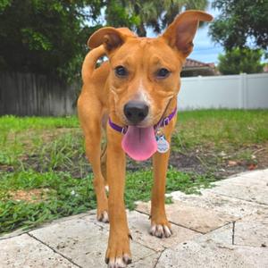 Bailey, Terrier, puppy, available for adoption
