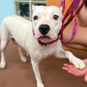 Alice, Terrier, adult, available for adoption