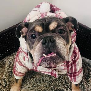 Andy, Bulldog, English, adult, available for adoption