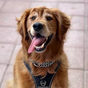 Franklin, Retriever, Golden, senior, available for adoption