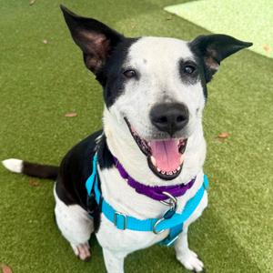 Lola, Terrier, senior, available for adoption