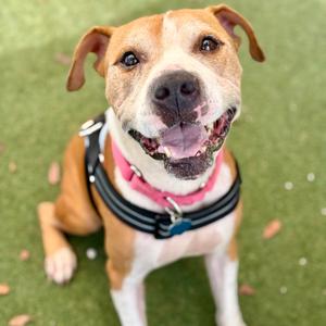 Cristian, Terrier, American Staffordshire, senior, available for adoption