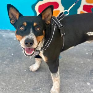 Buffalo, Cattle Dog, Australian (Blue Heeler), adult, available for adoption
