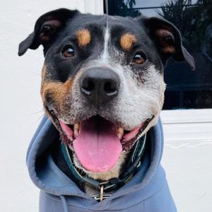 Bear, Rottweiler, adult, available for adoption