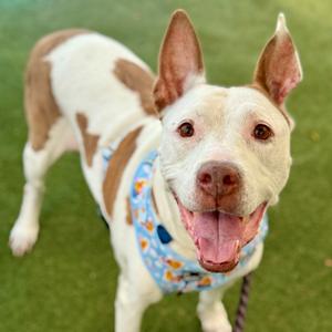 Faith, Hound, senior, available for adoption