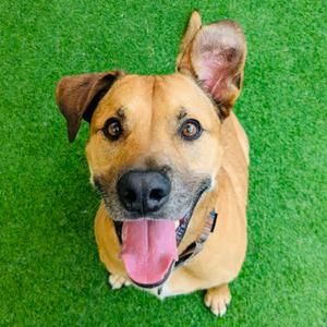 Angus, Hound, senior, available for adoption