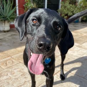 Lucy, Retriever, Labrador, adult, available for adoption