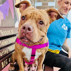 Meatball, Bulldog, adult, available for adoption