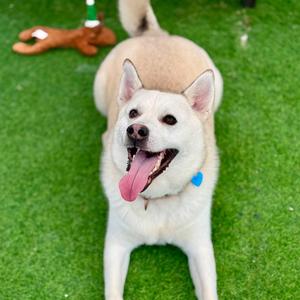 Austin, Shepherd, adult, available for adoption