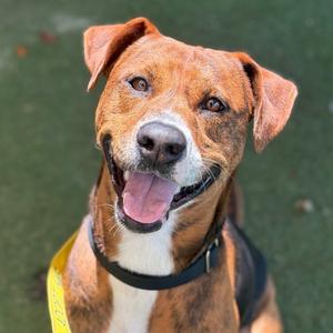 Duke, Foxhound, American, adult, available for adoption