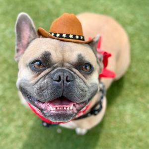 Cashew, Bulldog, French, adult, available for adoption