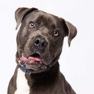 A close-up of a dark brown dog with a white patch on its chest, wearing a blue collar. The dog has a friendly expression with its mouth slightly open, showing its teeth. The background is plain white.
