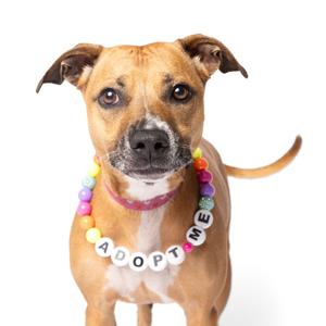 A brown dog wearing a colorful beaded necklace with the word "ADOPT" spelled out in white beads.