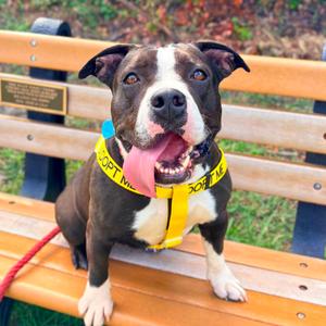 Amelia, Bulldog, American, adult, available for adoption