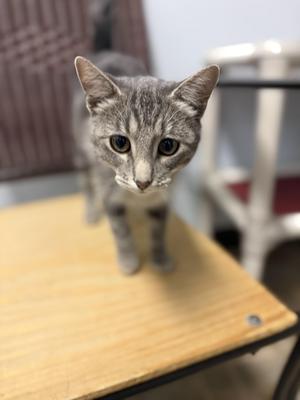 Gristol, young, available for adoption
