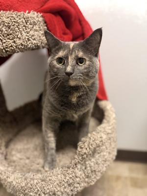 Ember, adult, available for adoption