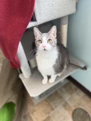 Leo, senior, available for adoption