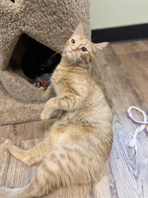Tater, young, available for adoption