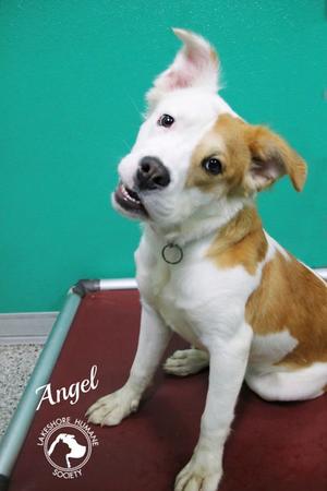 Angel, Pit Bull Terrier Mix, young, available for adoption