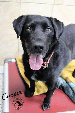 Cooper, Labrador Retriever Mix, senior, available for adoption
