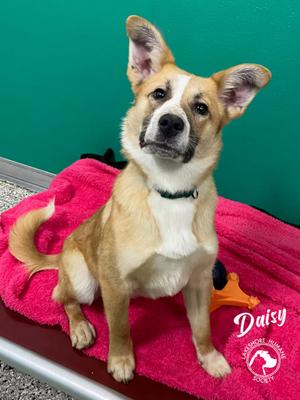 Daisy, Labrador Retriever and Australian Cattle Dog, young, available for adoption