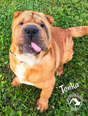 Tonka, Chinese Sharpei Mix, adult, available for adoption