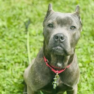 Hazel, Cane Corso Mix, young, available for adoption