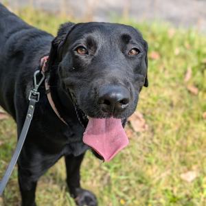 Ebony, Labrador Retriever Mix, young, available for adoption