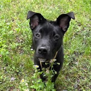 Cherry, Terrier Mix, young, available for adoption