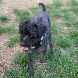 Gino, Poodle - Miniature Mix, senior, available for adoption
