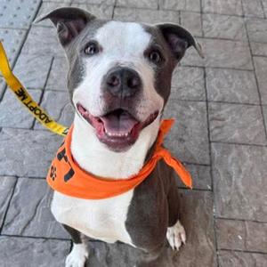 DG, Terrier Mix, adult, available for adoption