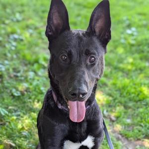 Frisbee, German Shepherd Dog Mix, adult, available for adoption