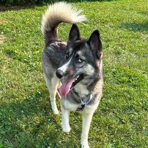 Hootie, Siberian Husky Mix, young, available for adoption
