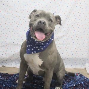 Handsome, Pit Bull Terrier Mix, adult, available for adoption