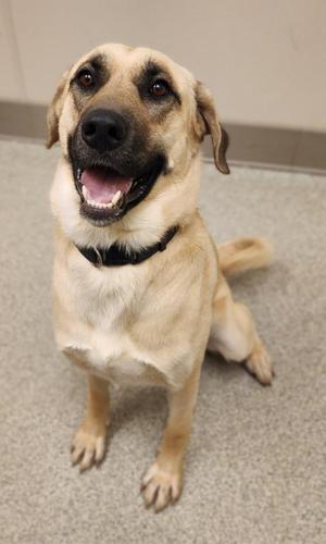 A happy dog sitting on a carpeted floor, looking up with its mouth open and tongue out.